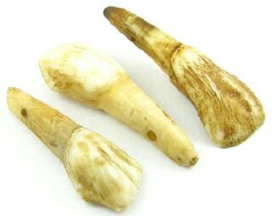 Cows Teeth, 40x14mm (10pcs)