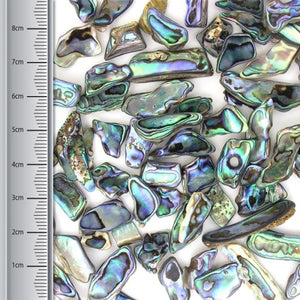 Paua Pieces, Extra Small (100gms)