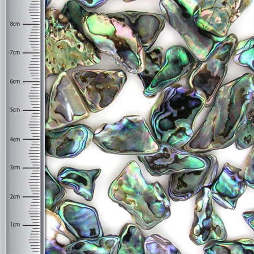 Paua Pieces, Small (100gms)